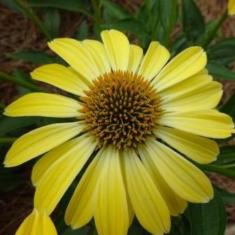 Echinacea - Sombrero® Summer Solstice Coneflower