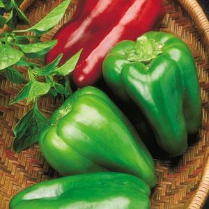 Capsicum annuum - Big Bertha Pepper