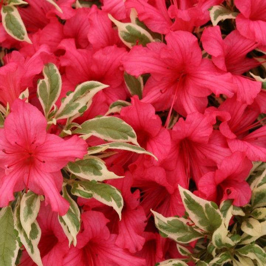 Azalea - Bollywood® Azalea