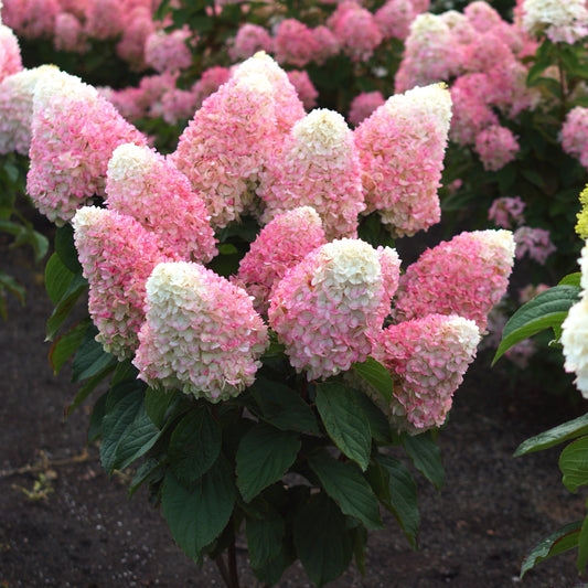 Hydrangea paniculata - Love-A-Lot™ Pink Hydrangea