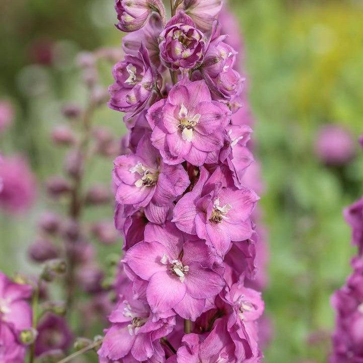 Delphinium x - Delgenius™ Chantay Delphinium