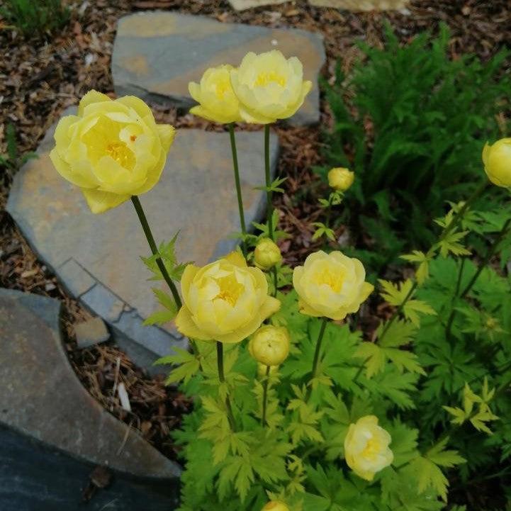 Trollius x cultorum  - Lemon Queen Globeflower