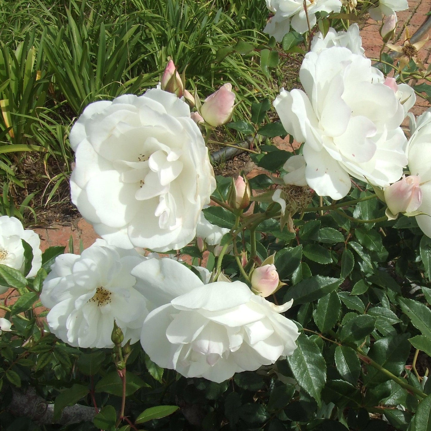 Rosa - Iceberg Rose