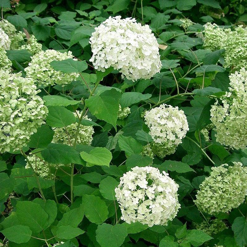 Hydrangea arborescens - Mophead Hydrangea, Annabelle Hydrangea