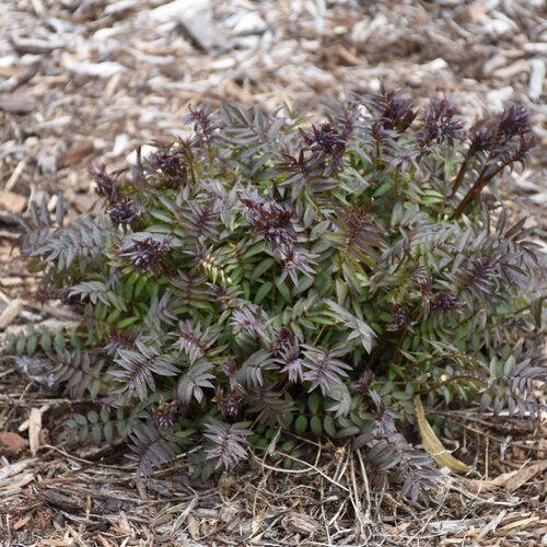 Polemonium - PW® Heaven Scent Jacob's Ladder