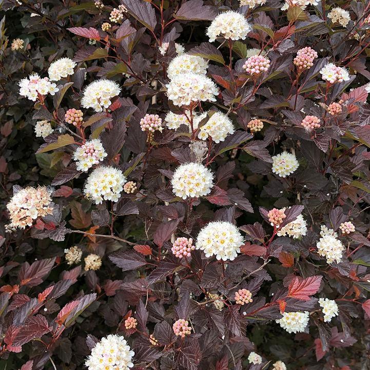 Physocarpus opulifolius - Chroma Chameleon™ Ninebark