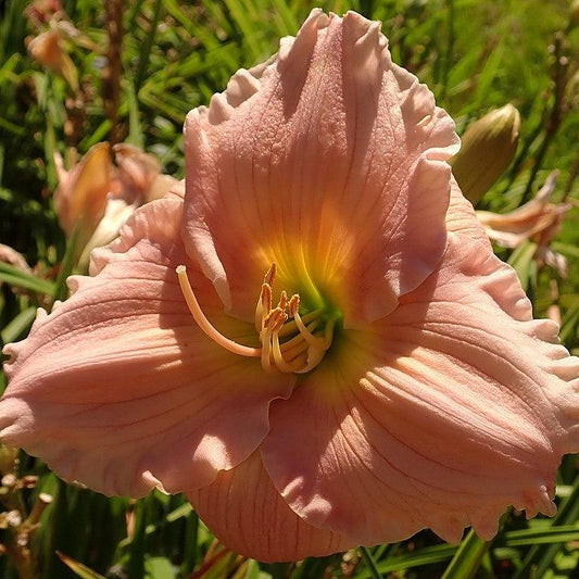 Hemerocallis - Barbara Mitchell Daylily