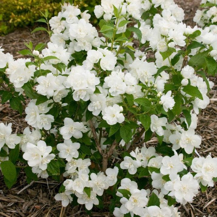 Philadelphus  - First Editions® Snow White™ Mockorange