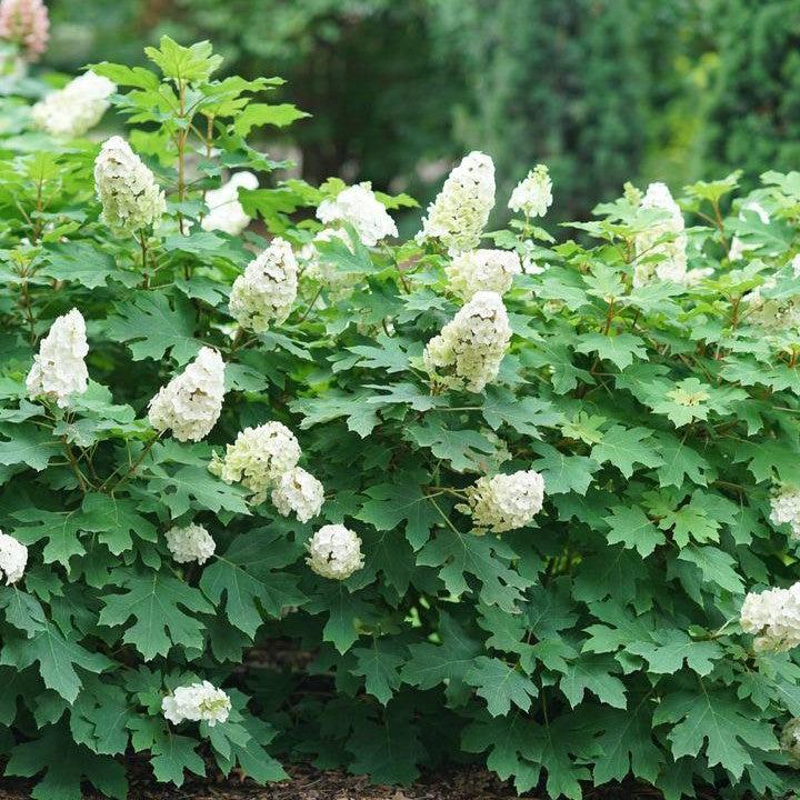 Hydrangea quercifolia - PW® Gatsby Glow Ball® Hydrangea