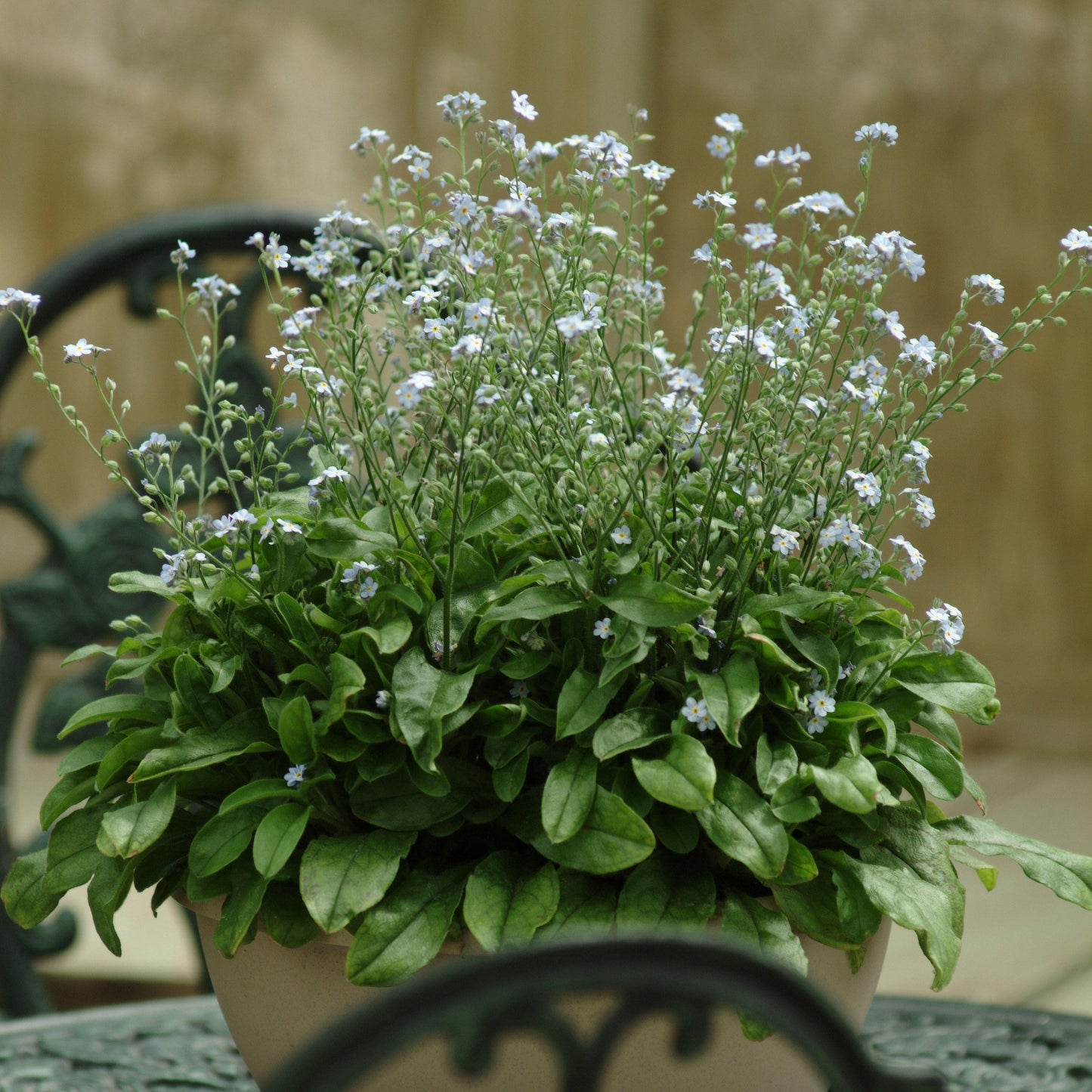 Myosotis sylvatica - Mon Amie Blue Forget-Me-Not