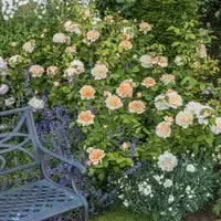 Rosa - The Lady Gardener® Rose