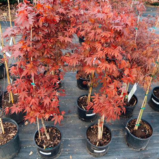 Acer palmatum var. dissectum - Tamukeyama Japanese Maple