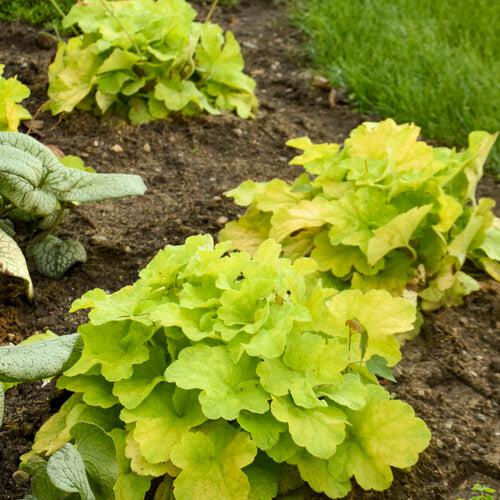 Heuchera - Primo® Pistachio Ambrosia Heuchera