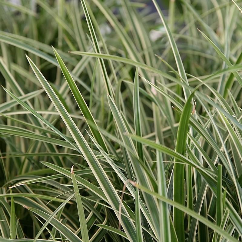 Carex morrowii - Ice Dance Sedge