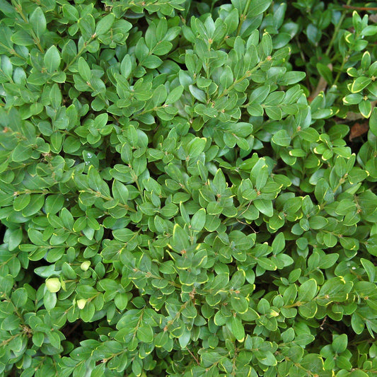 Buxus - Green Velvet Boxwood