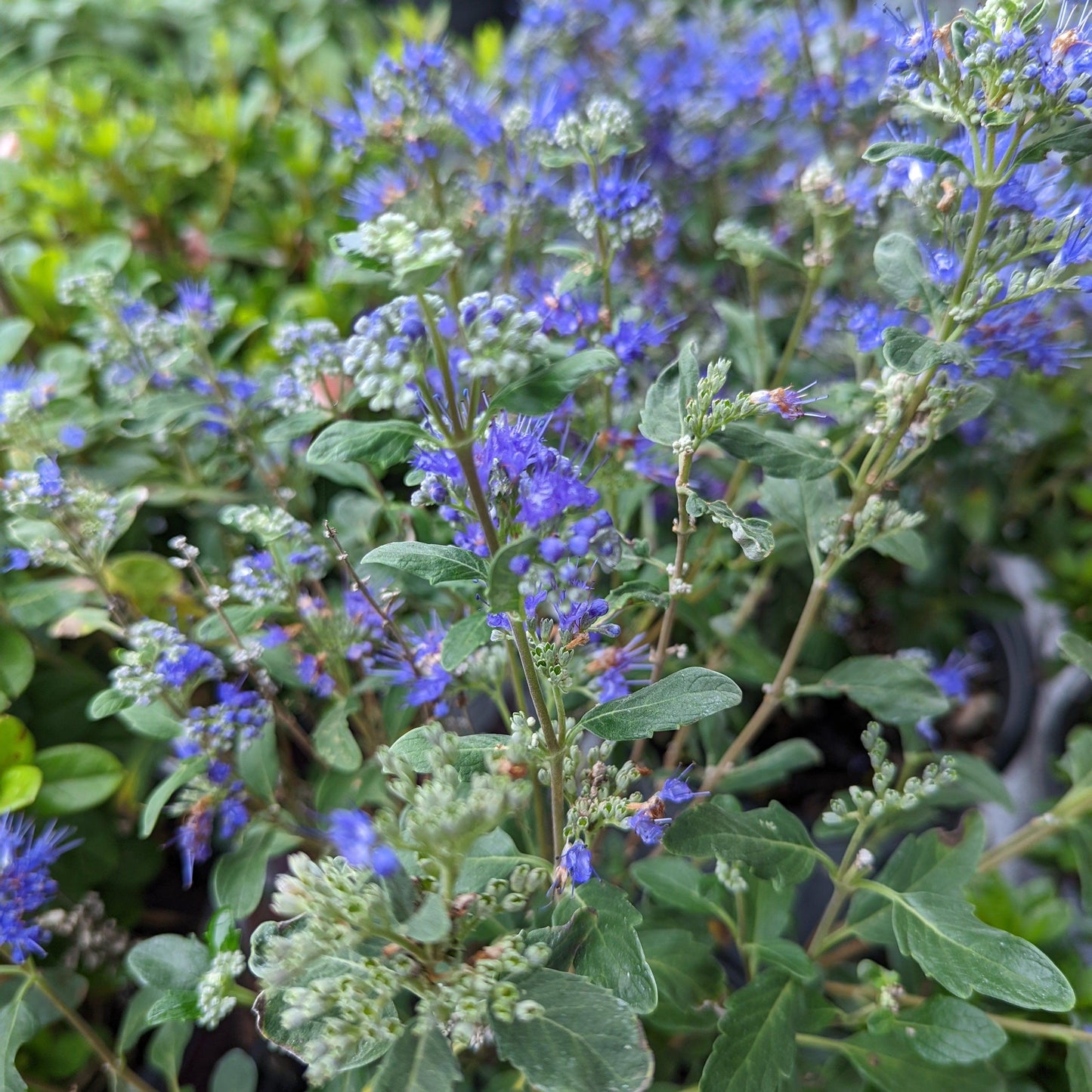 Caryopteris x clandonensis - Beyond Midnight® Bluebeard