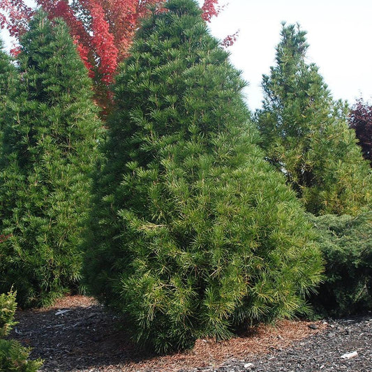 Sciadopitys verticillata - Wintergreen Umbrella Pine