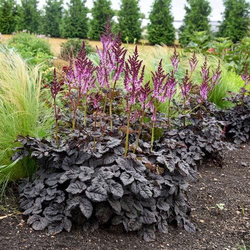 Astilbe  - Dark Side of the Moon Astilbe