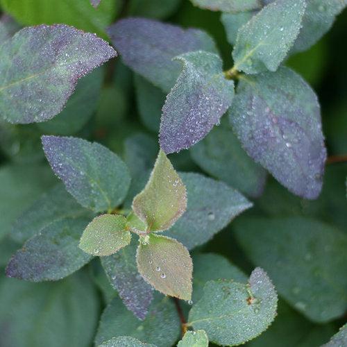 Spiraea x - Double Play® Blue Kazoo Spirea