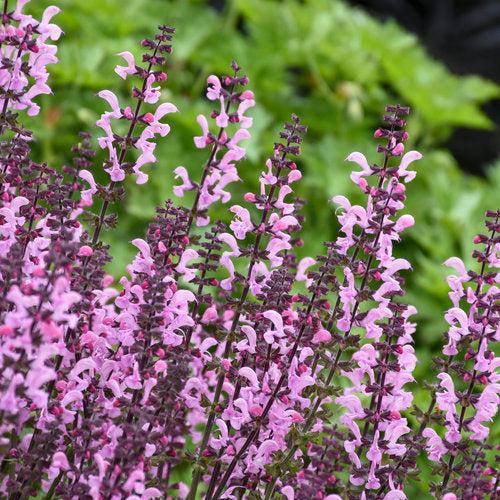 Salvia - Color Spires® Pink Dawn Salvia