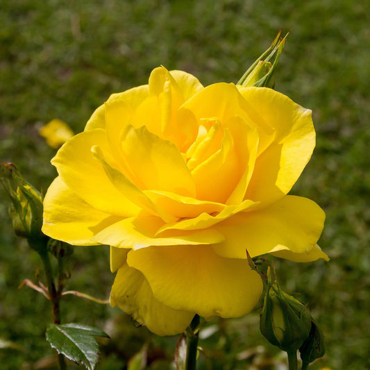 Rosa - Sunsprite Rose