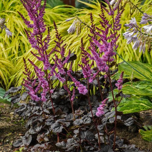 Astilbe  - Dark Side of the Moon Astilbe