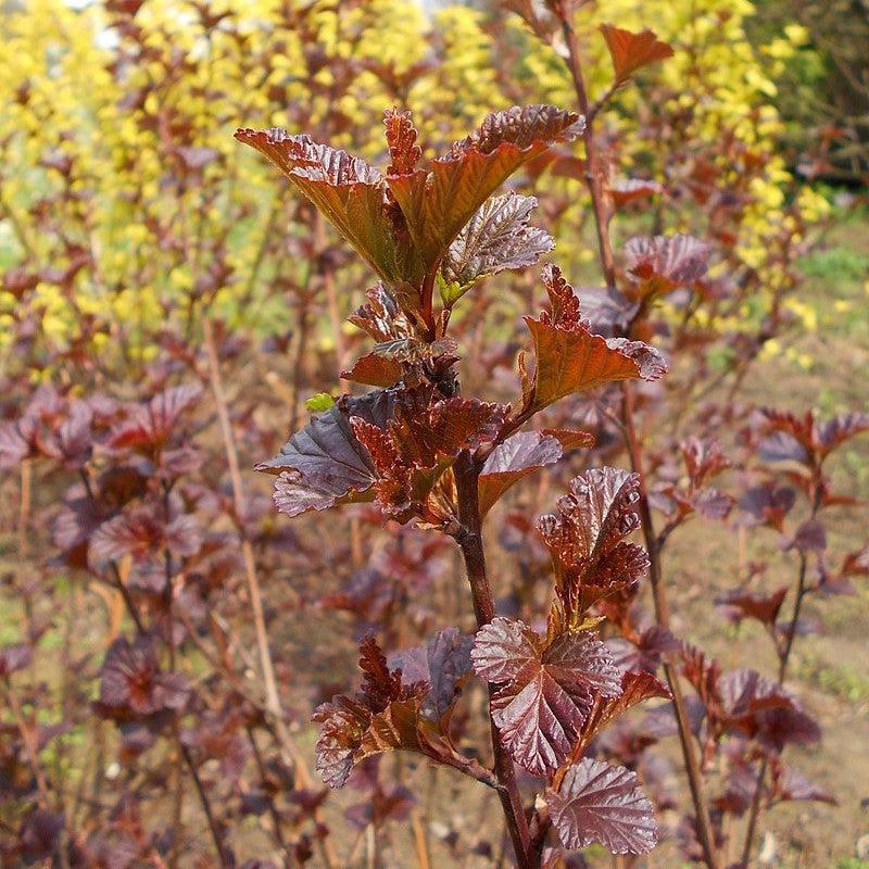 Physocarpus opulifolius - Diablo® Ninebark