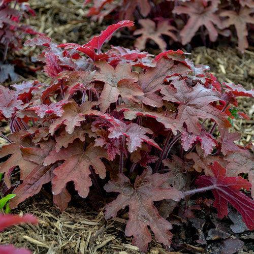 Heuchera - PW® Fun and Games® Red Rover Coral Bells