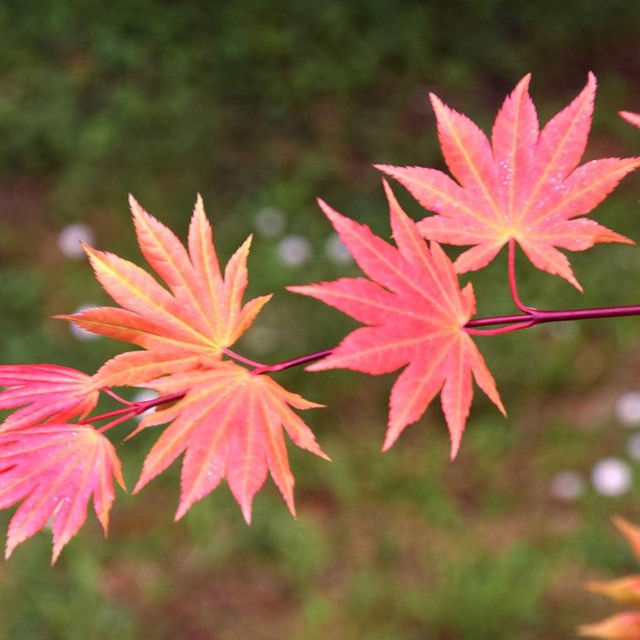 Acer shirasawanum - Autumn Moon Japanese Maple