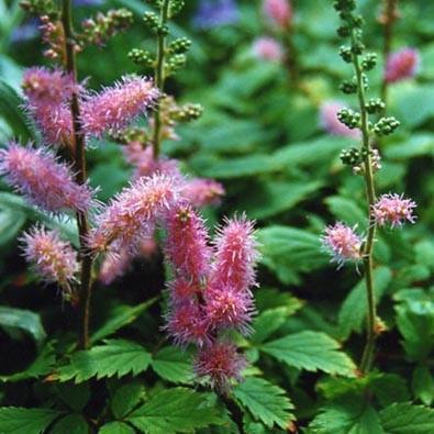 Astilbe chinensis - Pumila Chinese Astilbe