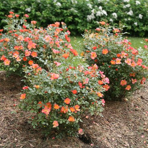 Rosa x - Oso Easy Hot Paprika® Rose