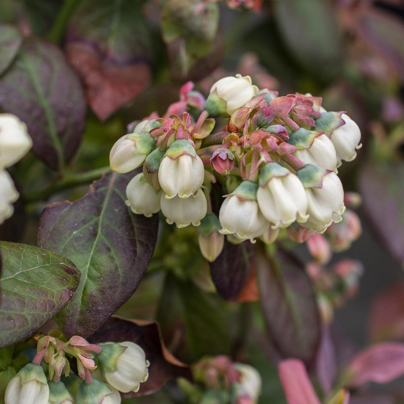 Vaccinium corymbosum - Peach Sorbet® Blueberry