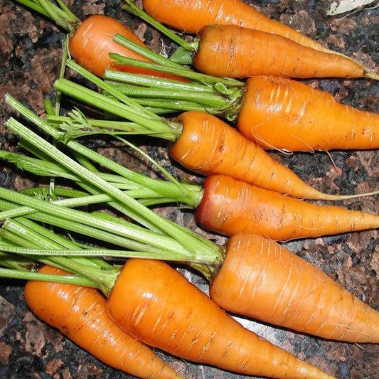 Daucus - Sweet Treat Carrot