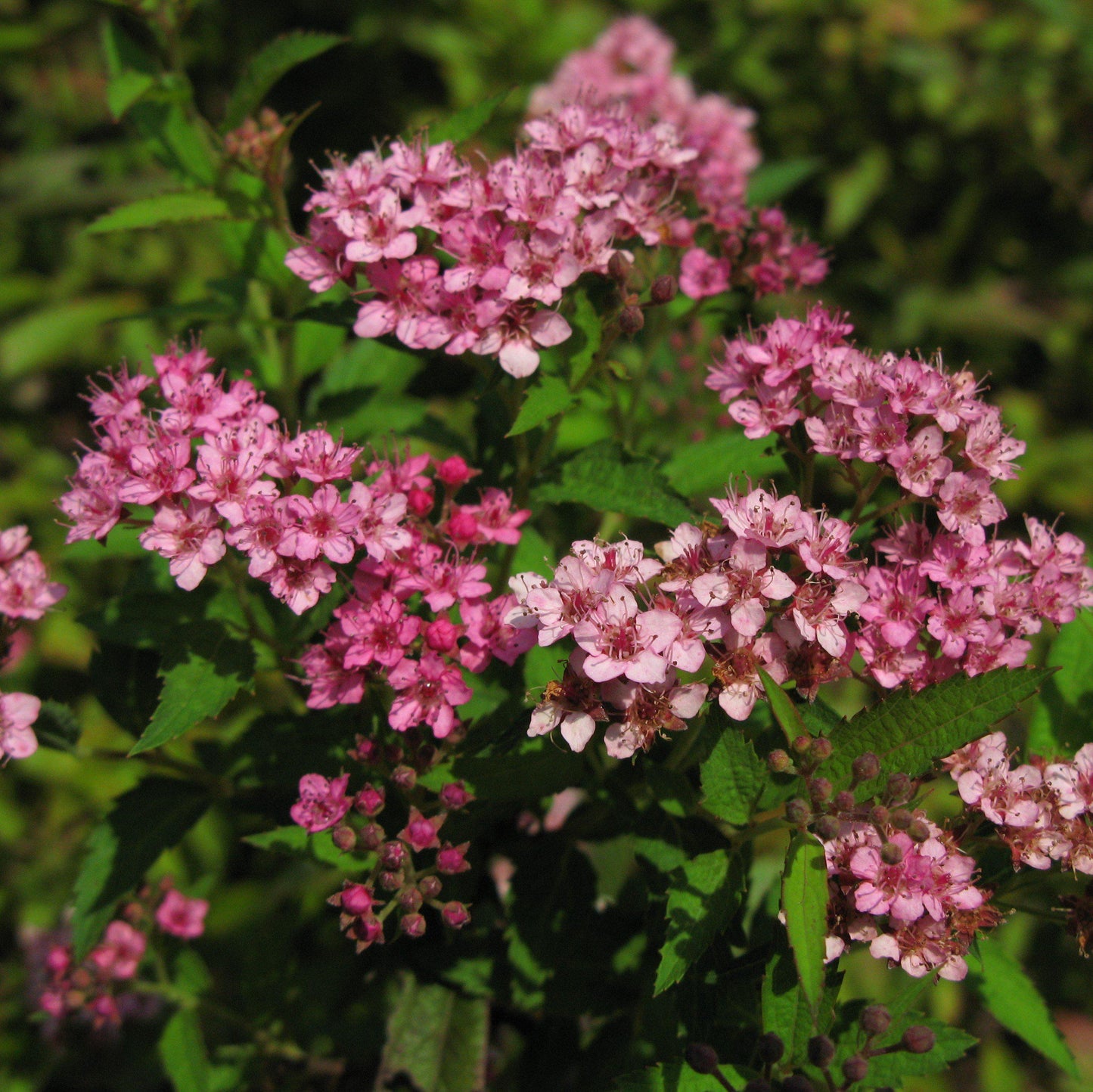 Achillea millefolium - Milly Rock™ Rose Yarrow