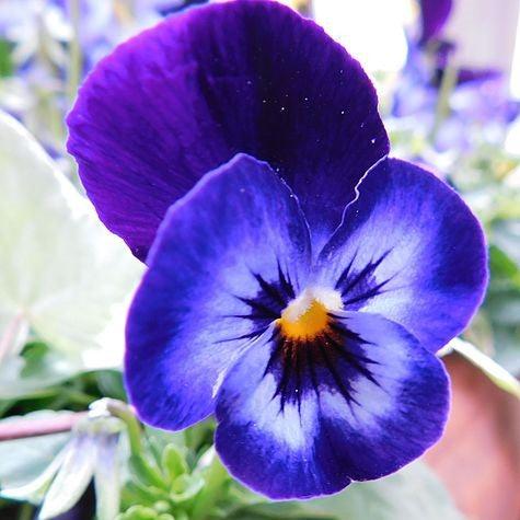 Viola cornuta - Penny™ Denim Jump Up Viola