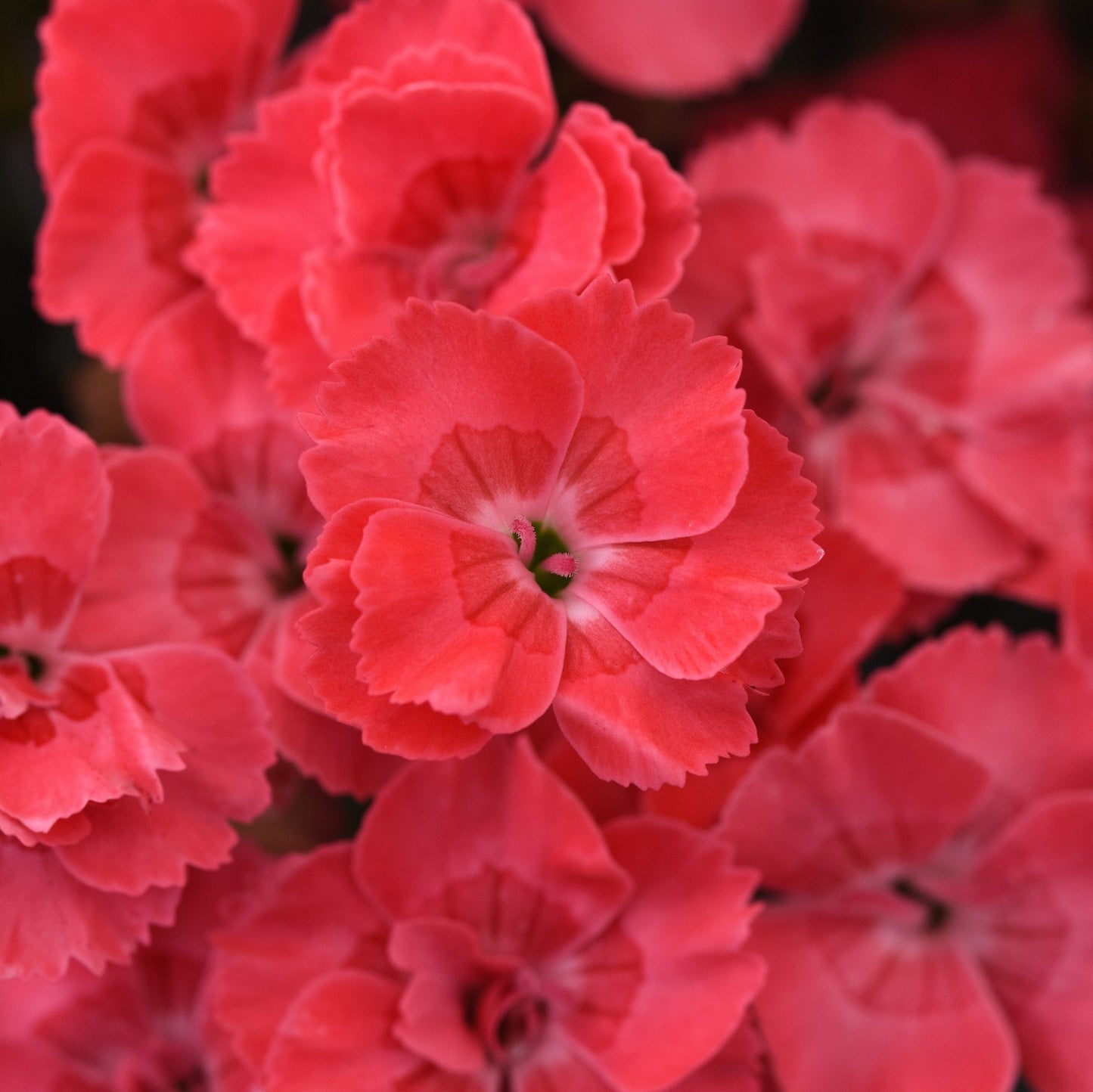 Dianthus x - EverLast™ Peach Dianthus