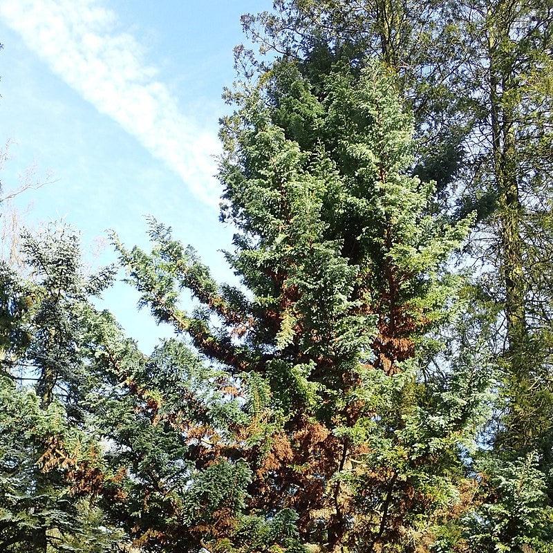 Chamaecyparis pisifera - Boulevard Cypress