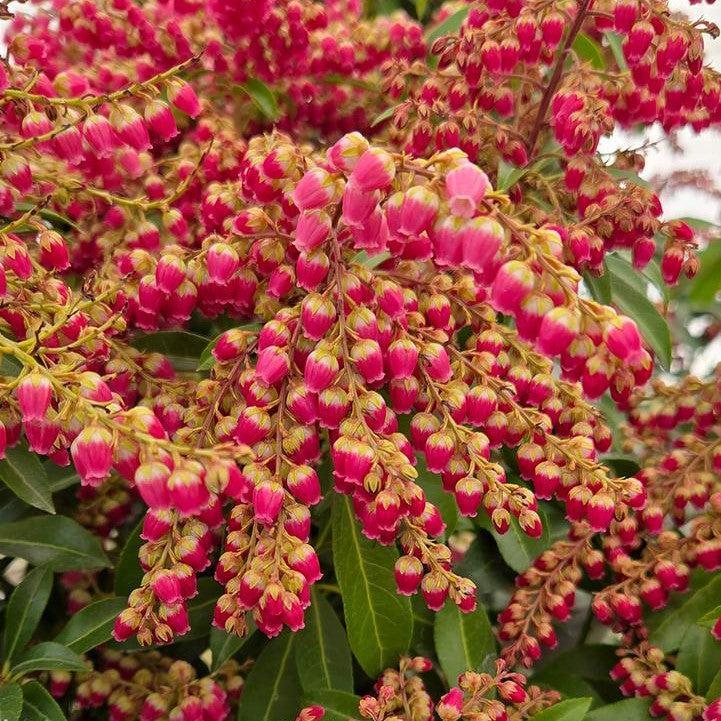 Pieris japonica - Passion Party™ Passion Pieris