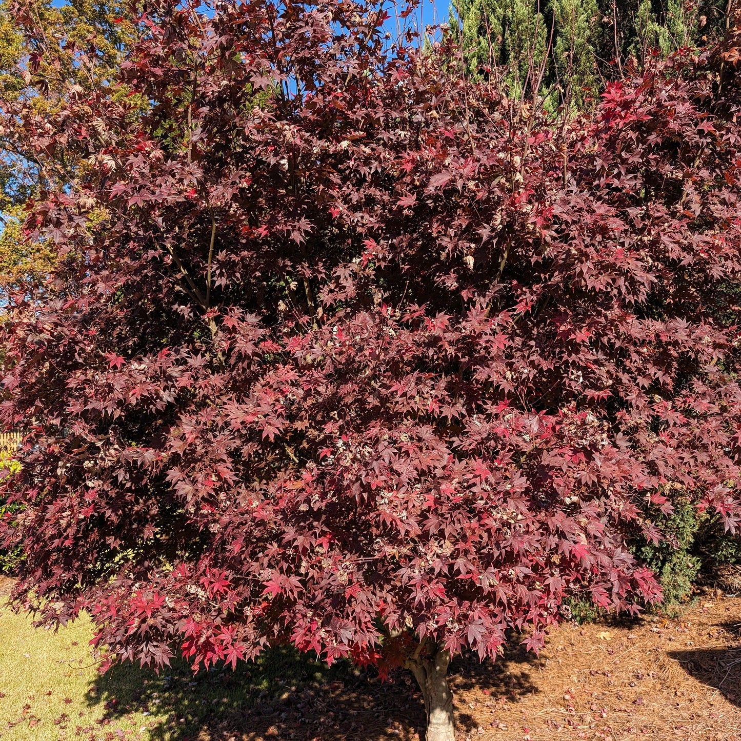 Acer palmatum - Japanese Maple 'Bloodgood'