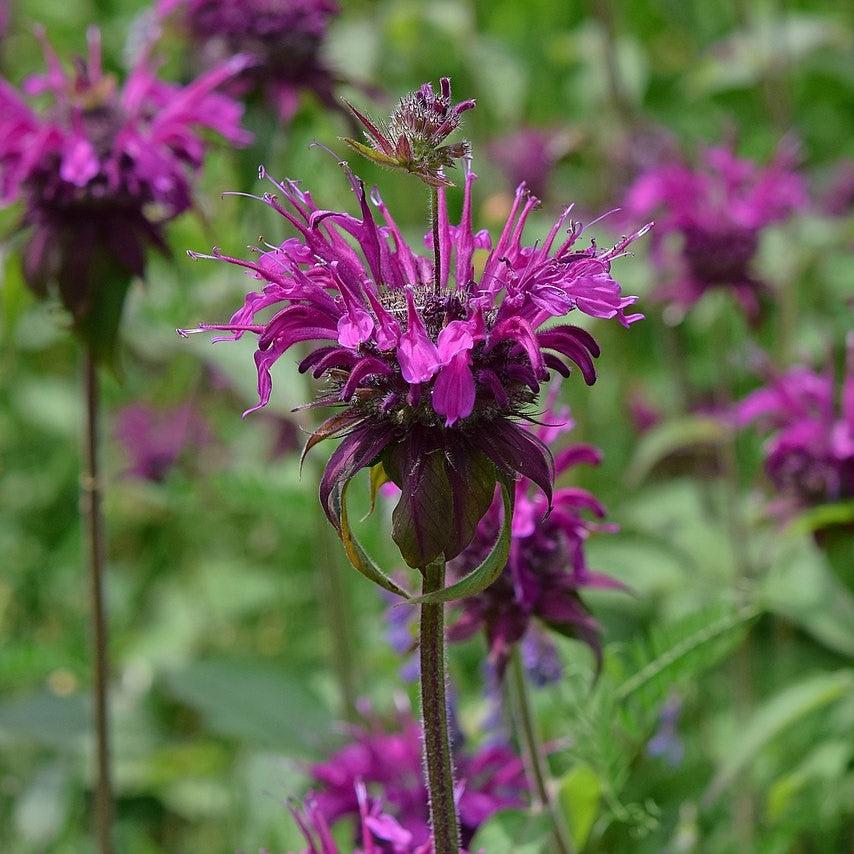 Monarda - Sugar Buzz® Rockin Raspberry Bee Balm