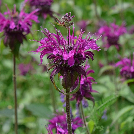Monarda - Sugar Buzz® Rockin Raspberry Bee Balm