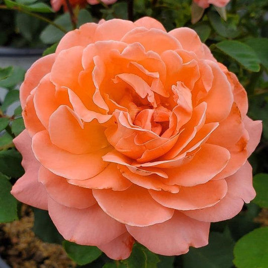 Rosa x - Reminiscent™ Coral Rose