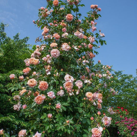 Rosa - Bloomables® Colette™ Climbing Rose