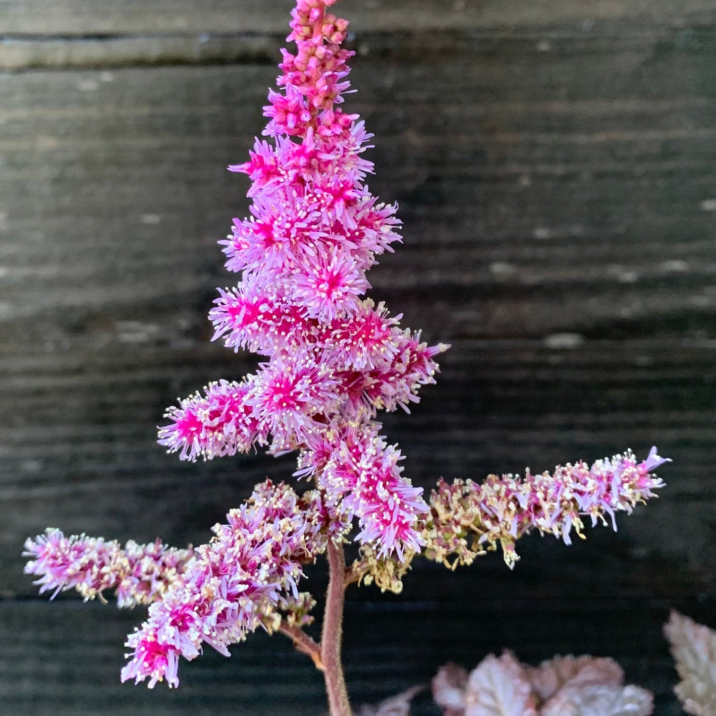 Astilbe  - Dark Side of the Moon Astilbe