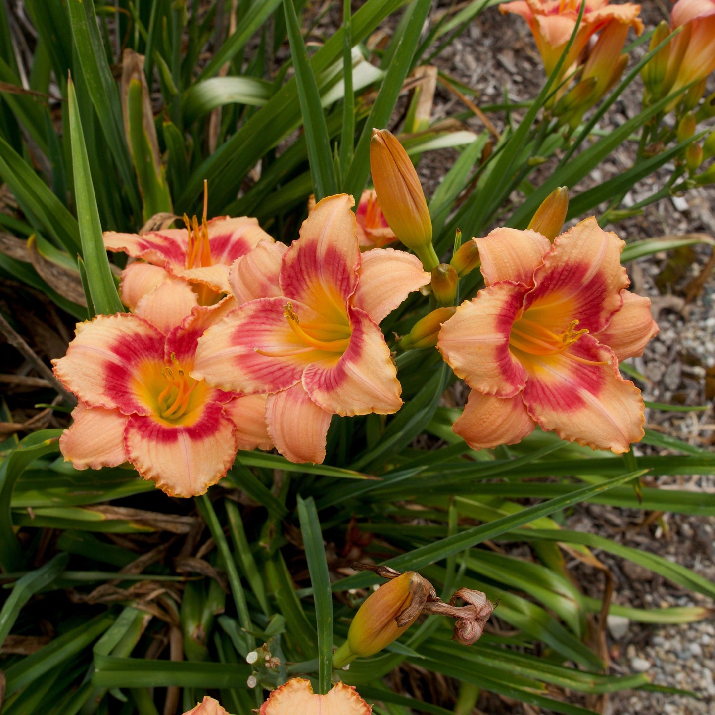 Hemerocallis  - Strawberry Candy Daylily