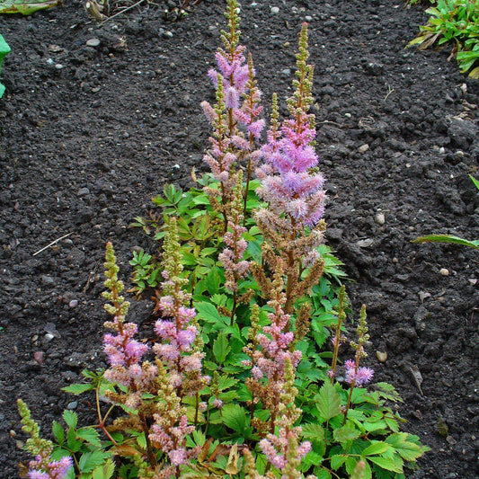 Astilbe chinensis - Pumila Chinese Astilbe