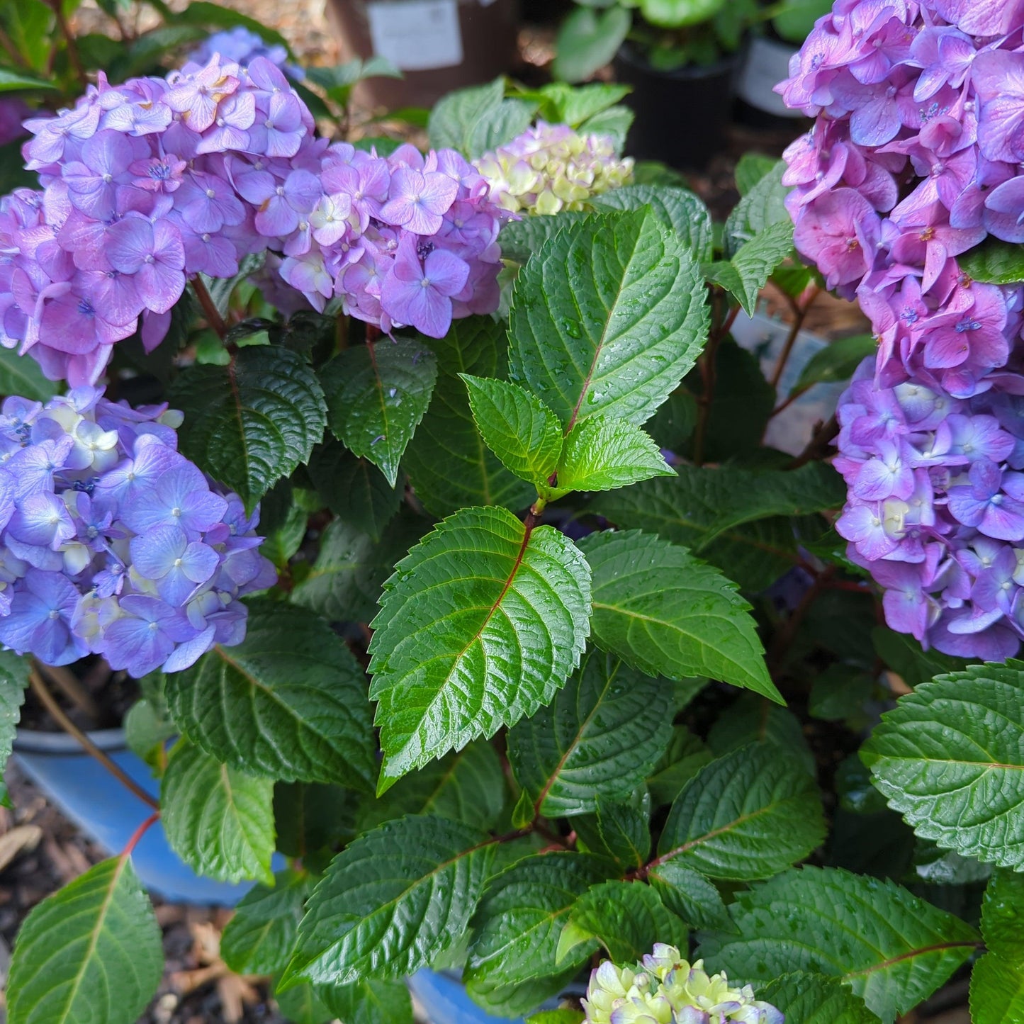 Hydrangea macrophylla - Endless Summer® Bloomstruck® Hydrangea