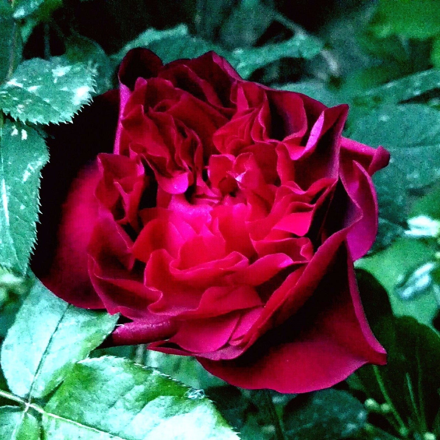 Rosa - Munstead Wood Rose