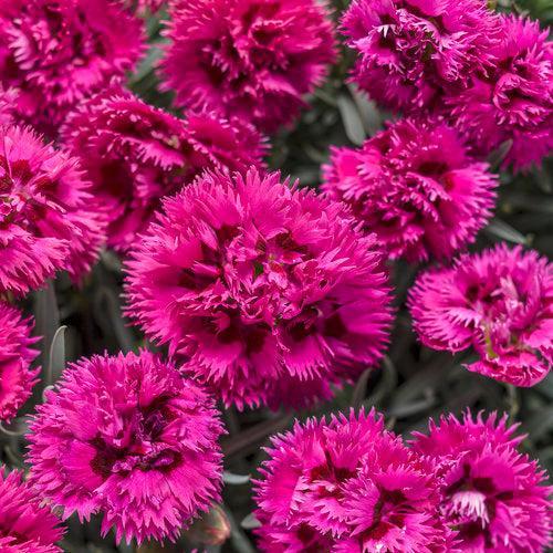 Dianthus -  Fruit Punch® Spiked Punch Dianthus