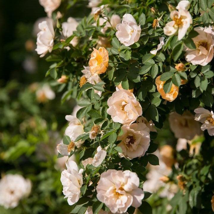 Rosa - Rosa Above and Beyond™ Climbing Rose